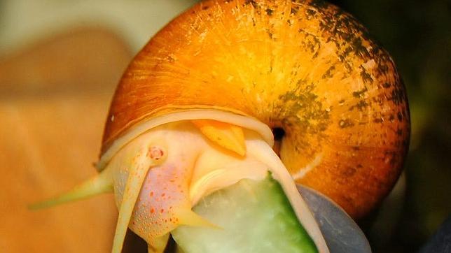 El Delta del Ebro y el caracol manzana