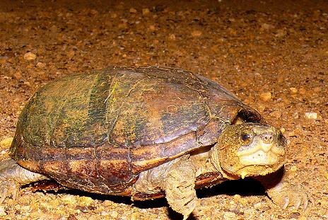 El genoma de una tortuga extinta sobrevive en sus descendientes