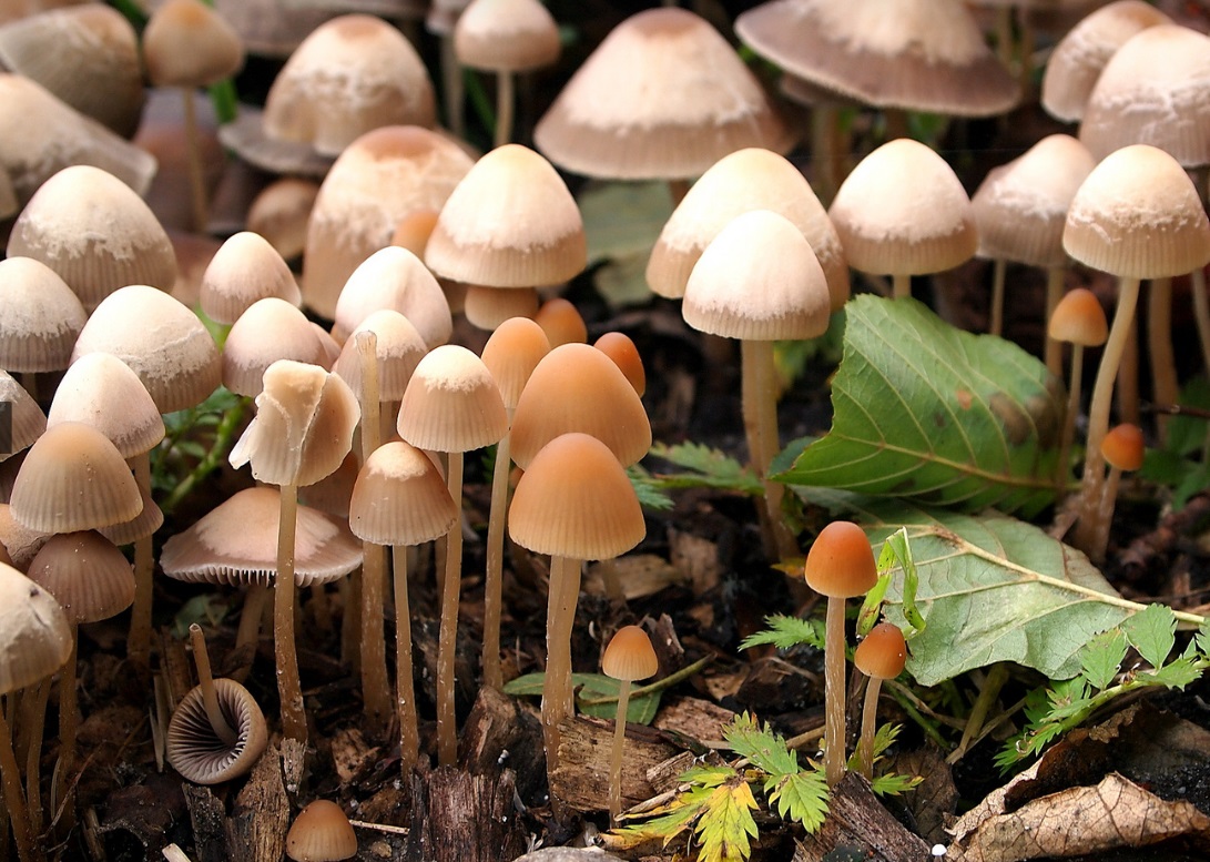 Ecologistas en Acción presenta alegaciones a la orden que regula la recolección de setas silvestres