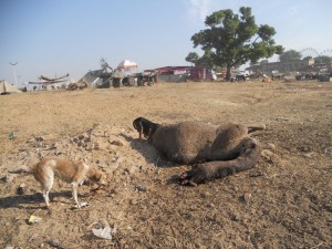 Turismo sostenible. Camellos en la India