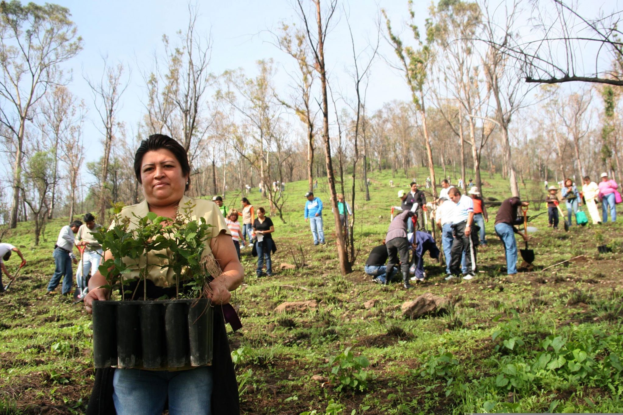 Reforestan cerro de la estrella