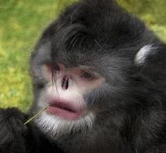 Descubren una nueva especie de mono chato