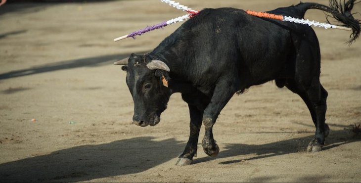 Marea antitaurina on Twitter: basta de becerradas