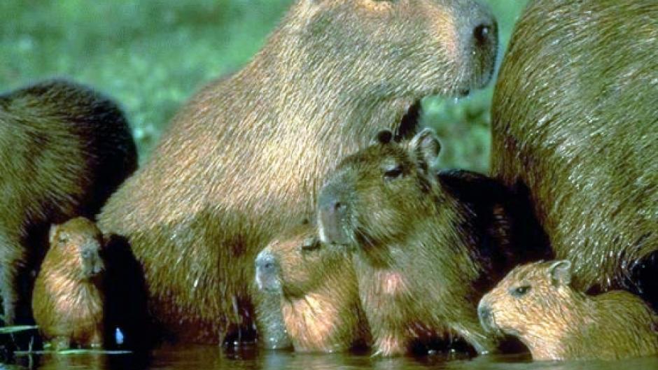 Antiguos roedores tenían más cerebro que los primates