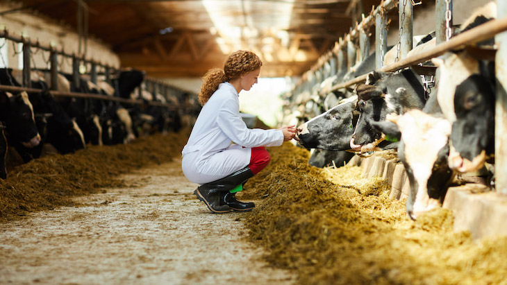 Para detener el cambio climático Stop a la ganadería intensiva