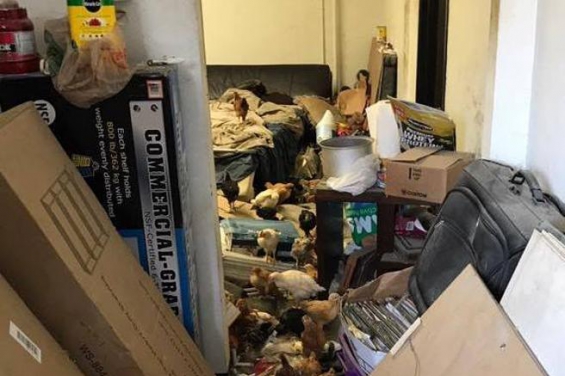 Estados Unidos: 2 mil animales fueron rescatados en pésimas condiciones