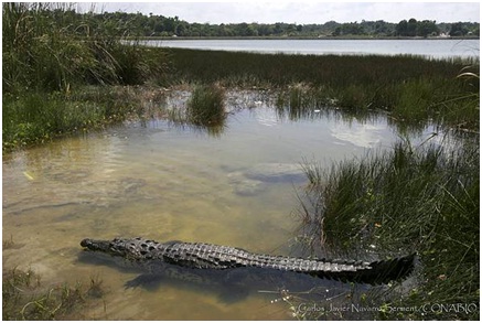 México Se Anuncia el Fin de la Restricción Comercial en EUA para el Cocodrilo de Pantano