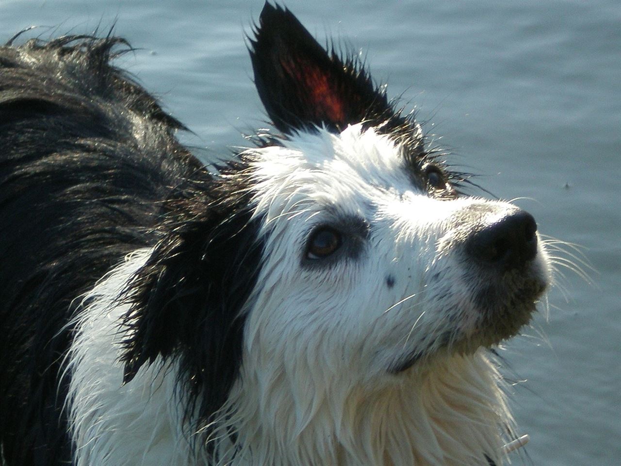 Leishmania en la perrera de Alcalá de Henares