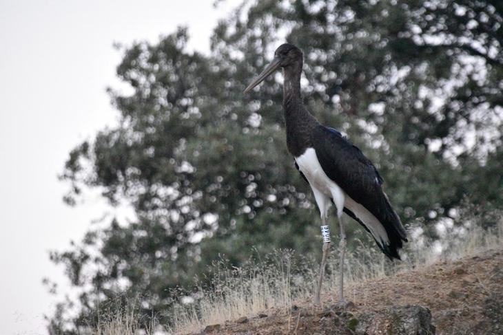 Tres cigüeñas negras liberadas en Madrid