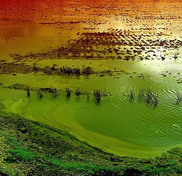 Artista plástico tiñe de verde el río más contaminado de Argentina como protesta