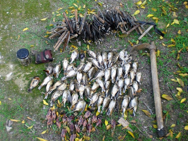 Acción policial contra la caza ilegal de aves insectívoras en Cádiz