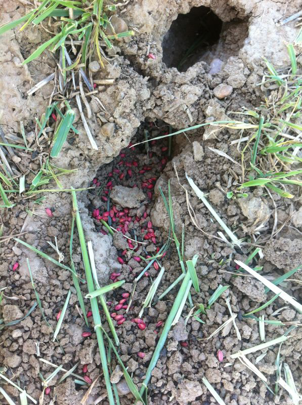 Echan veneno en una ZEPA de Palencia contra el topillo