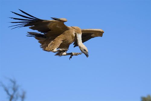 Extremadura. Extremadura presenta su oferta de turismo ornitológico en la Feria Observa Natura de Portugal