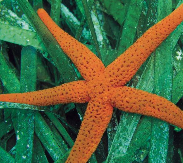 Exposición ‘Posidonia 100% Mediterránea’