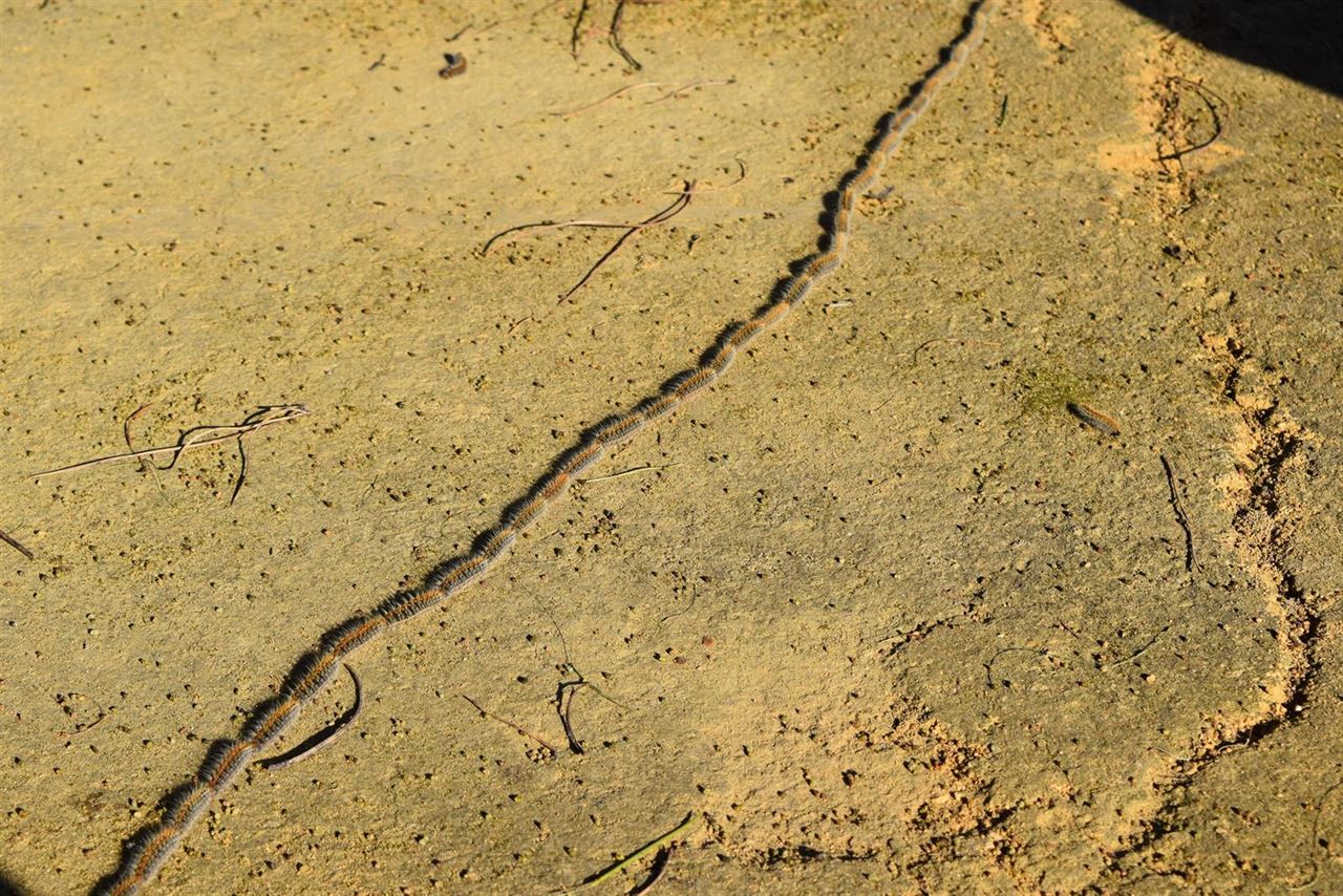 Tratatamiento aéreo en Hinojos