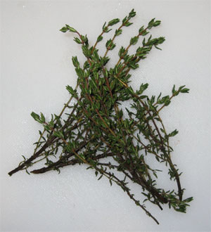 Intervienen 220 gramos de tomillo recolectados ilegalmente en el parque natural de Cabo de Gata