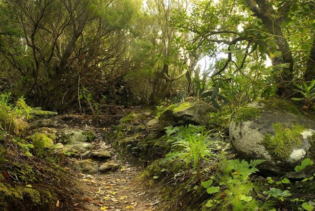 Canarias. Mejoran la red de senderos del Parque Rural de Anaga