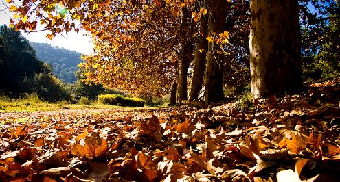 El Parque Natural de Collserola recibe al año dos millones de visitas