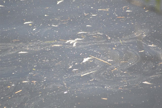 La alcaldesa de Córdoba exige una sanción "contundente" por el vertido de orujo