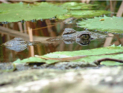 México. Eua reconoce el éxito de México en la recuperación del Cocodrilo de Pantano