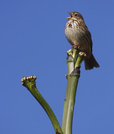 Fichas de aves de la Sierra de Baza