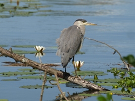 El Parque Ecológico Plaiaundi se suma a la celebración del Día Mundial del Agua