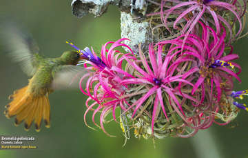 México. Agaves y polinizadores; ejecutantes de un ciclo perfecto de la naturaleza