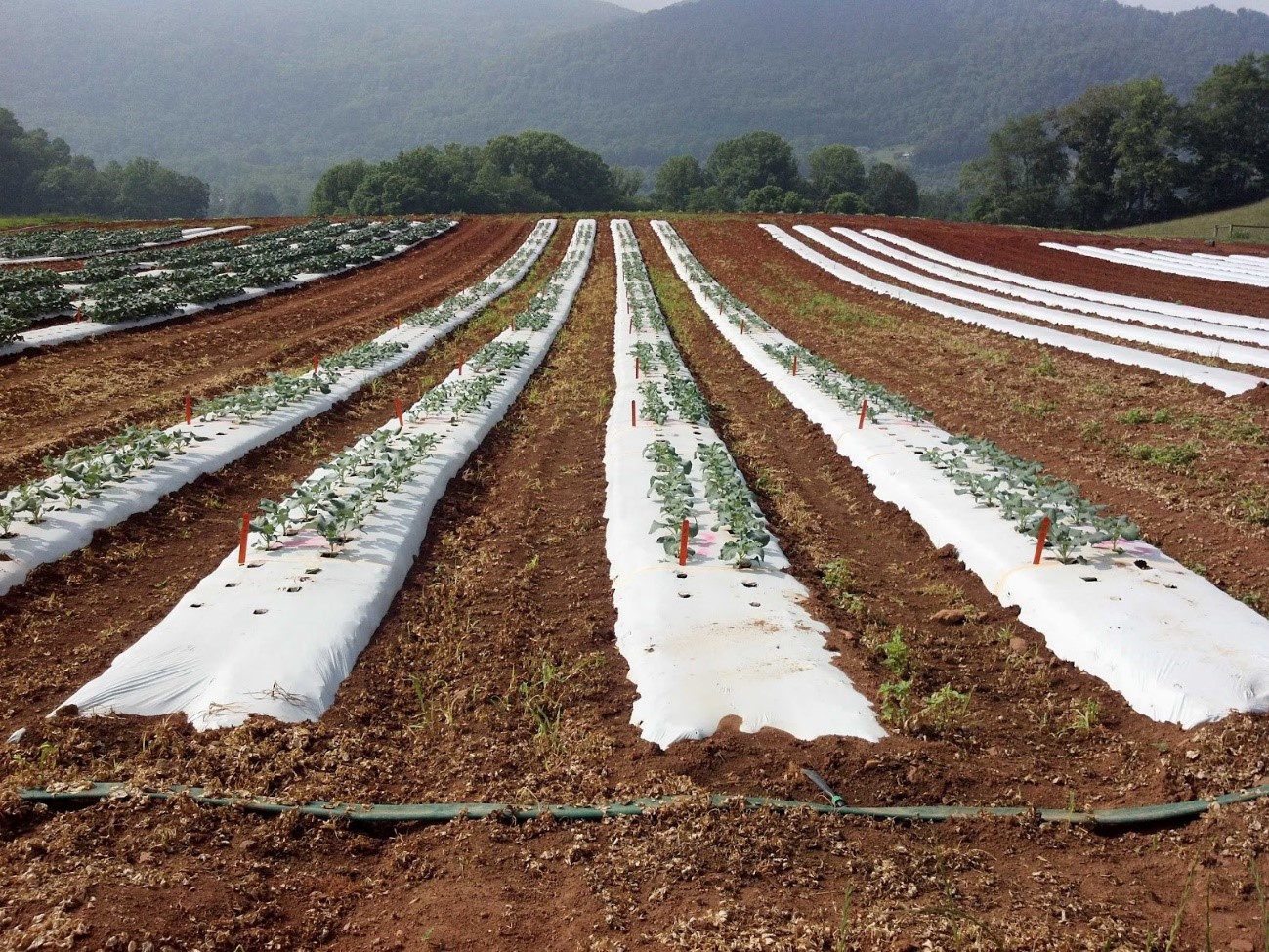 Plásticos: una bomba contaminante en nuestros campos