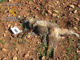 Cebos envenenados en un coto de caza en El Robledo (Albacete)