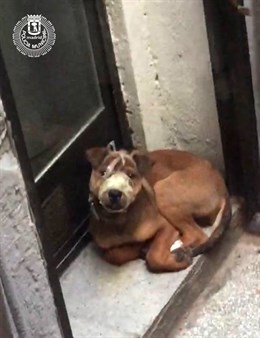Rescatados en un domicilio de Tetuán 4 gatos y 2 perros en "lamentables condiciones"