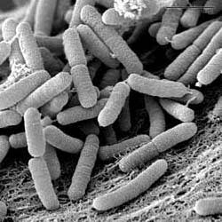 Confirmados 219 positivos por Xylella fastidiosa en Baleares