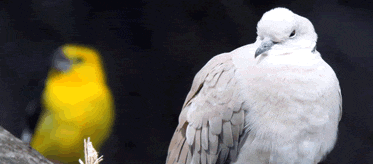 Cuenca trabaja en el primer registro de aves que habitan en plena urbe