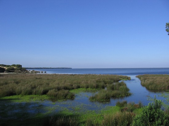 Quién quiere destruir las marismas de la costa de Cádiz