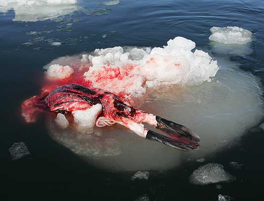 Canadá ‘asesinará’ a más de 400.000 focas a partir de este domingo