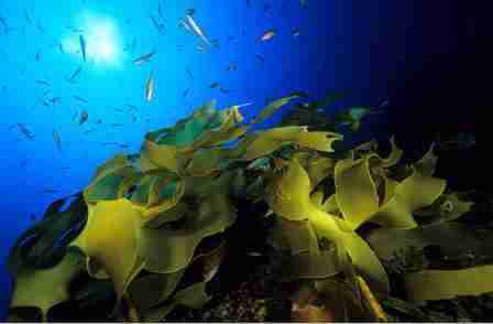 Colegio peruano será premiado en islas Galápagos por proyecto de protección marina