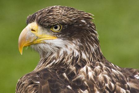 Algunas águilas calzadas ya no invernan en África