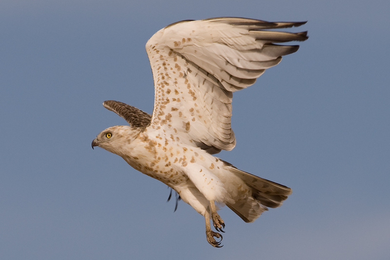 Denuncian la falta de protección del águila culebrera en Murcia