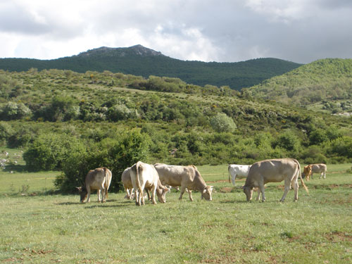 Resultados ‘nefastos’ de los programas agroambientales financiados por Europa