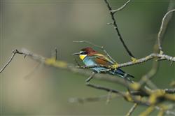 El Gobierno Vasco recopila el conocimiento sobre biodiversidad con la colaboración de instituciones y ciudadanía