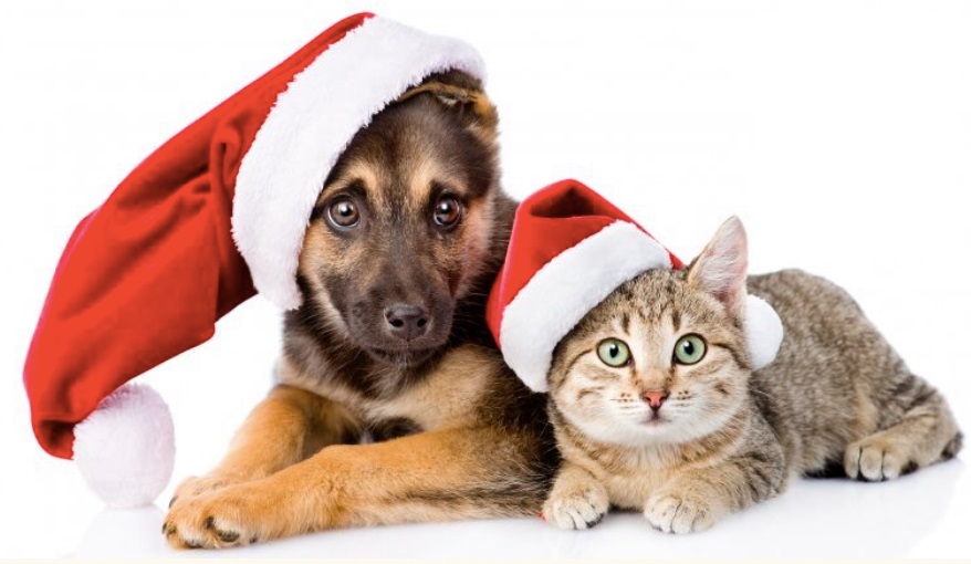 Te desvelamos un secreto para el bienestar de tu mascota