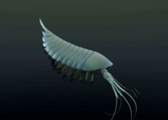 Conoce la langosta depredadora canadiense de hace 500 millones de años