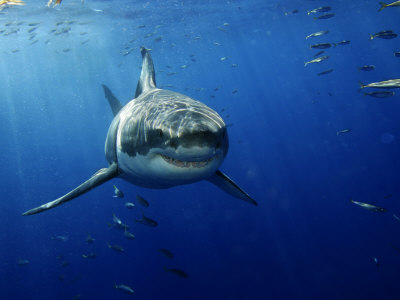 Eurodiputada portuguesa pone en peligro una propuesta de protección de los tiburones