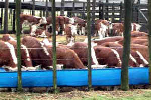 Presentan plan para ayudar a enfrentar el cambio climático a ganaderos