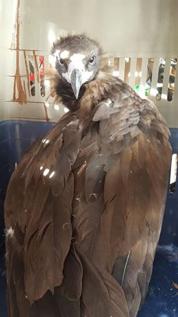 Salvan a un ejemplar de buitre negro lesionado que apareció cerca de una urbanización en Quer (Guadalajara)