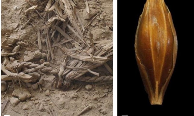 Secuencian el genoma de la cebada de hace 6.000 años