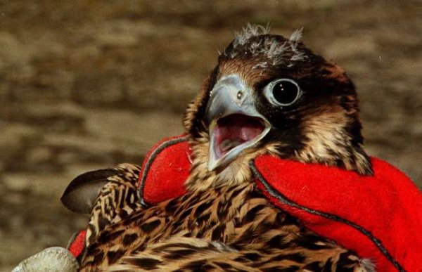 Rescatan dos halcones peregrinos atrapados en el interior de una chimenea en Málaga