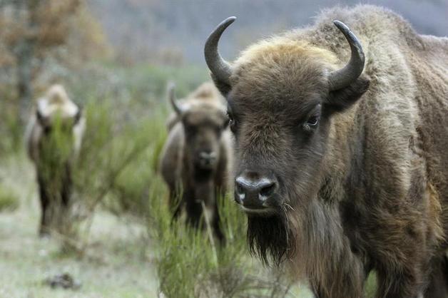 Bisontes