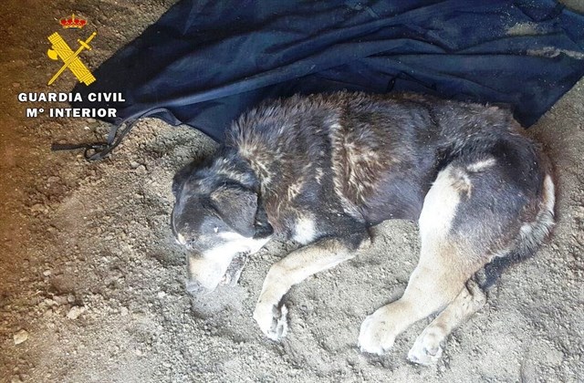 La Guardia Civil investiga a una persona por abandonar a un mastín en El Tiemblo (Ávila)