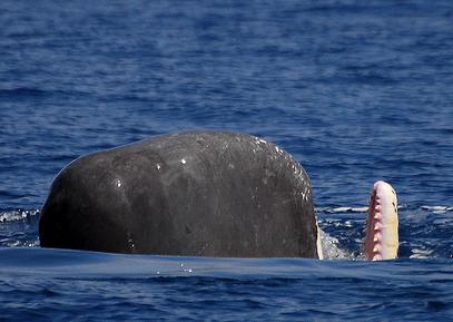 Cada año varan en las costas de Canarias unos 70 cetáceos