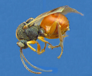 Las avispas de las agallas de los robles vs sus parásitos